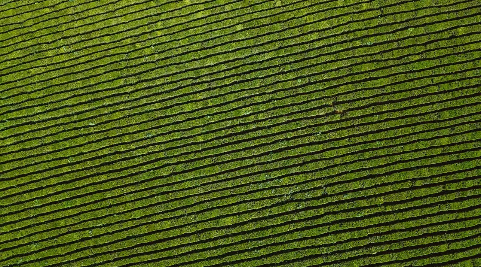 农业保险承保地块航拍影像